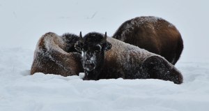 Young buffalo bed down on a frosty winter's day.